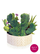 Load image into Gallery viewer, Cactus Garden - Pop Up Flower Bouquet