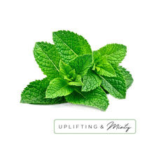 Load image into Gallery viewer, hydraAROMATHERAPY Shower Burst Duo in Rise