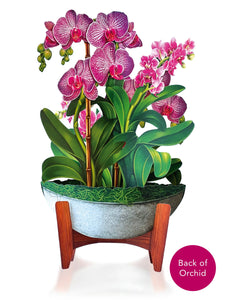 Orchid Oasis - Pop Up Flower Bouquet