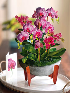 Orchid Oasis - Pop Up Flower Bouquet