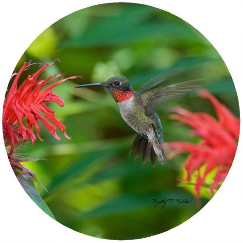 Km Hummingbird Silicone Jar Opener