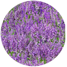 Load image into Gallery viewer, Lavender Silicone Jar Opener
